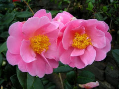 pink icicle camellia