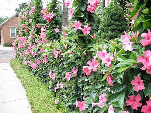 how to plant mandevilla in the ground