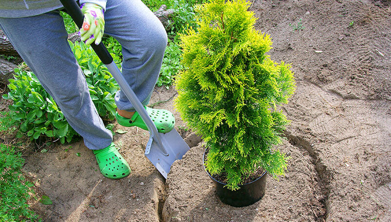 when to plant evergreen shrubs