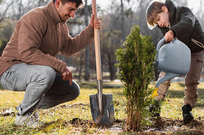 how to plant Fast-Growing evergreen trees