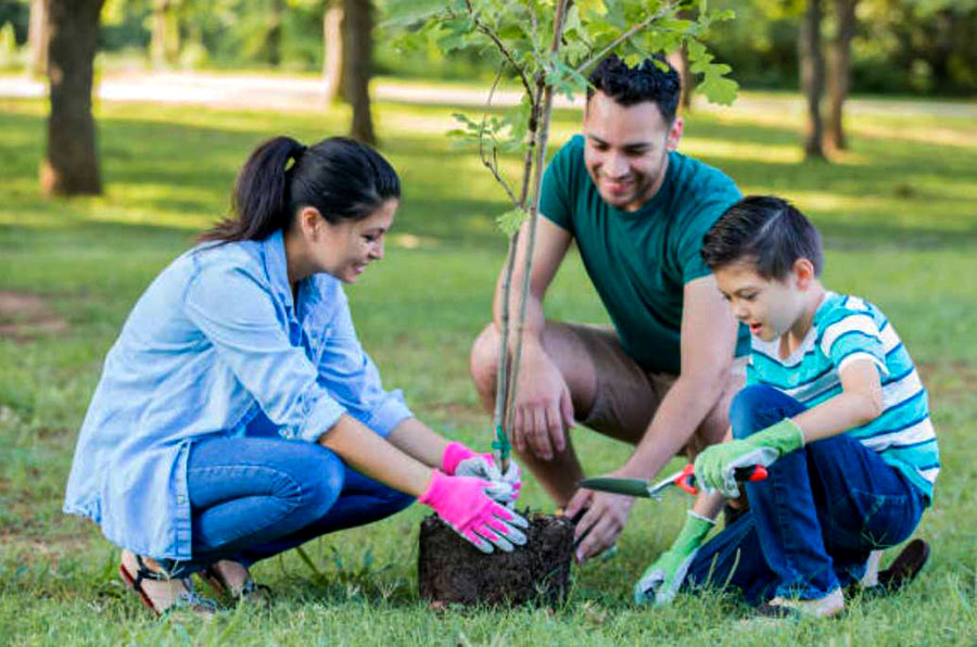 how to plant oak trees