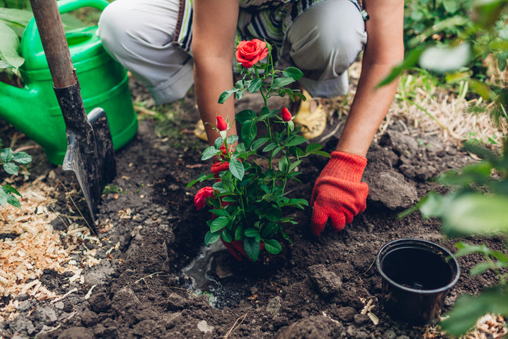 planting roses