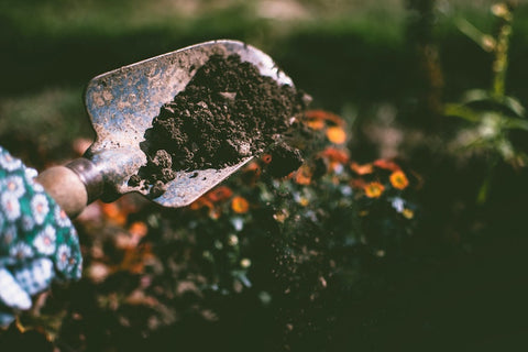 shovel - trees to plant in winter