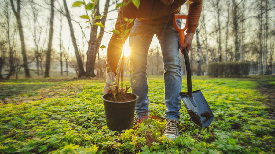 how to plant rosebud trees