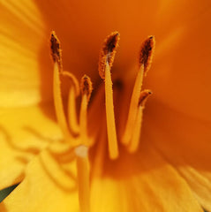 pollen