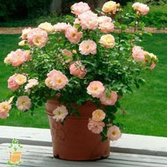potted drift rose
