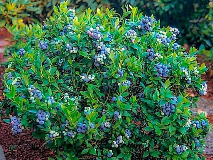 premier blueberry bush