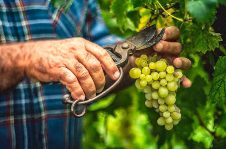 when to prune grape vines