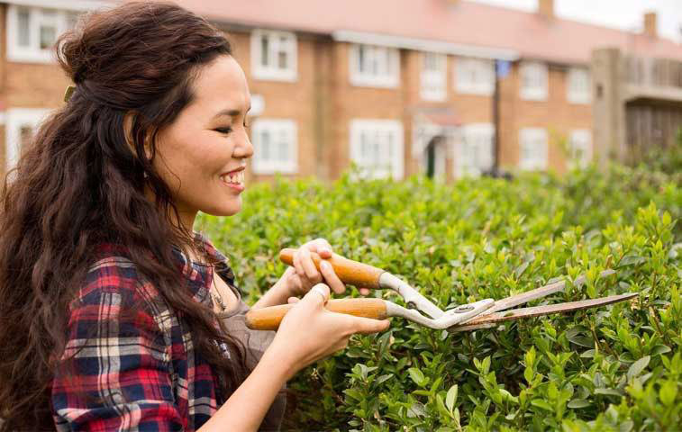 when to prune privet