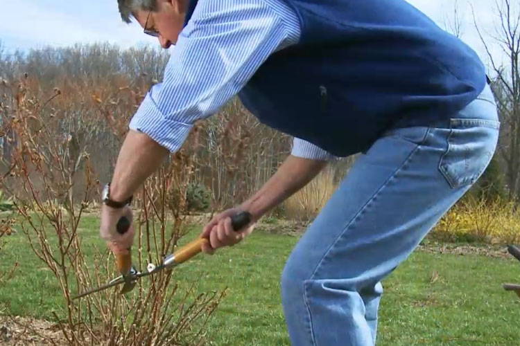 when to prune drift roses