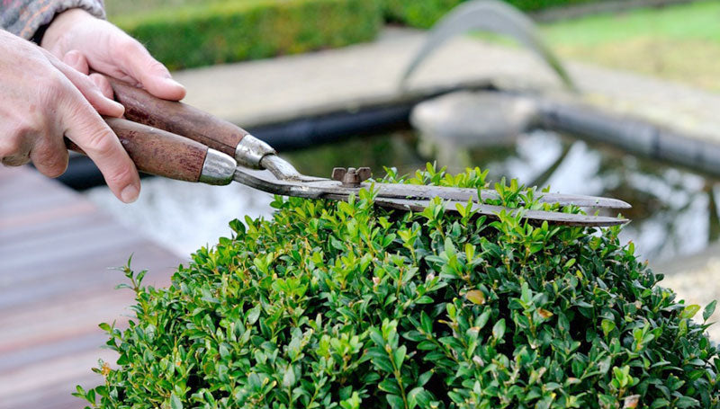 when to prune evergreen shrubs