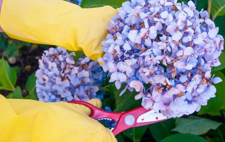 pruning hydrangeas