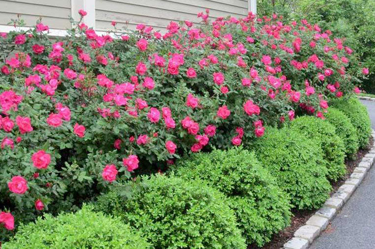 when to prune knock out roses