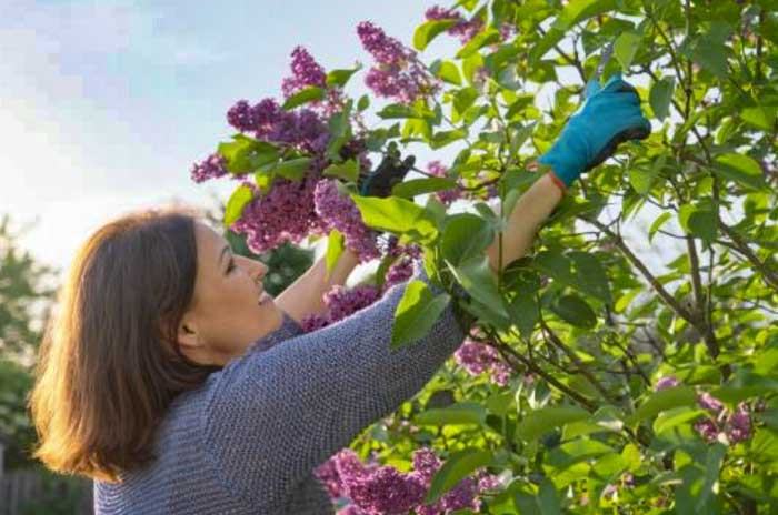 when to prune lilacs