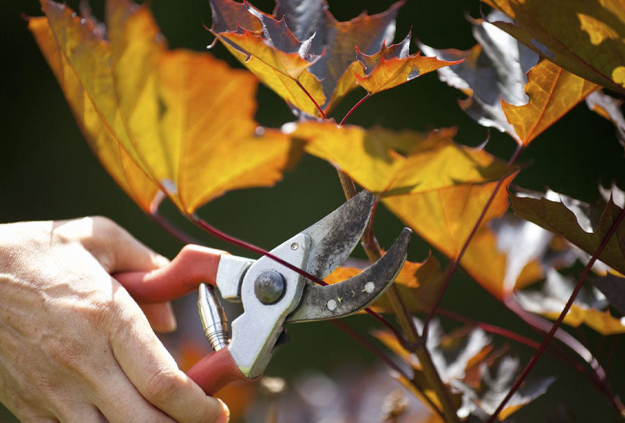 when to prune maple trees