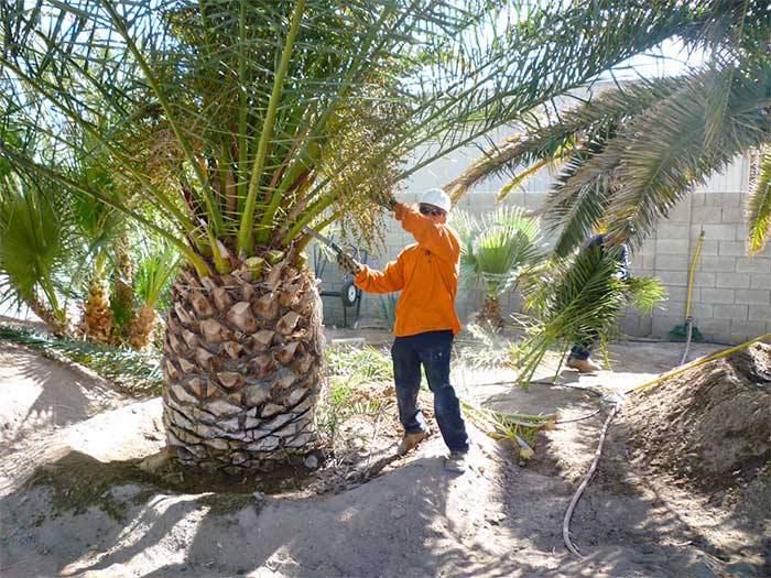 how to trim palm trees