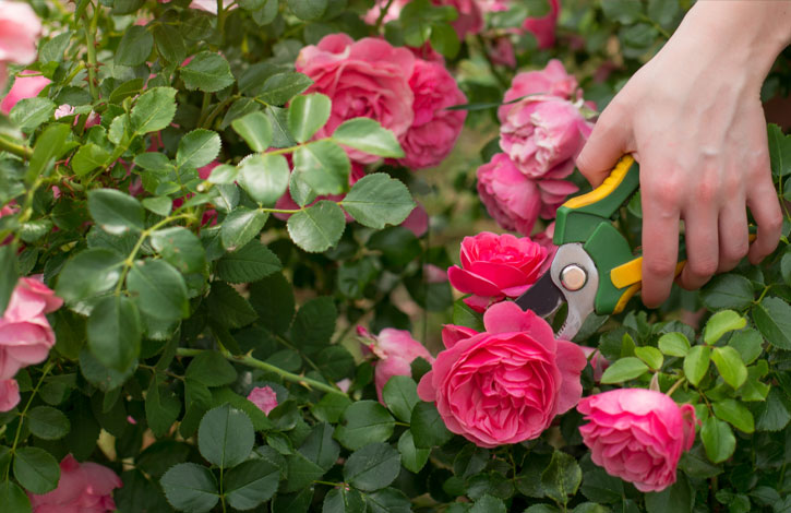 when to prune rose bushes