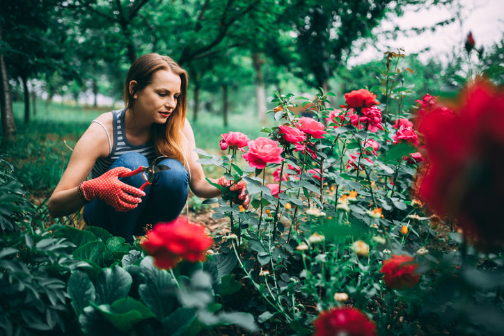 pruning roses