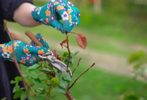 pruning shears