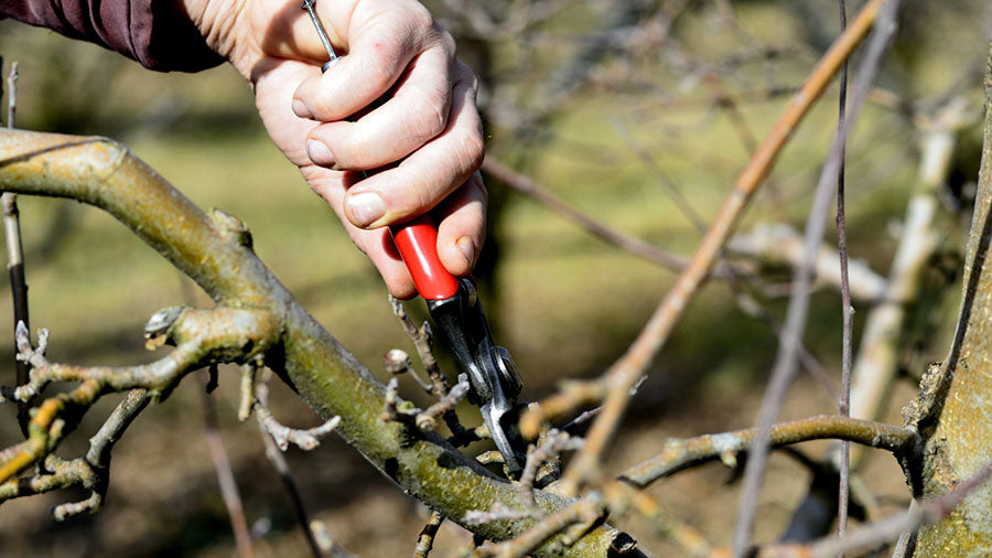 how to prune redbud trees