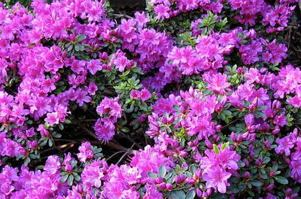 Purple Azaleas