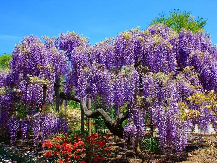 Purple Flowering Trees