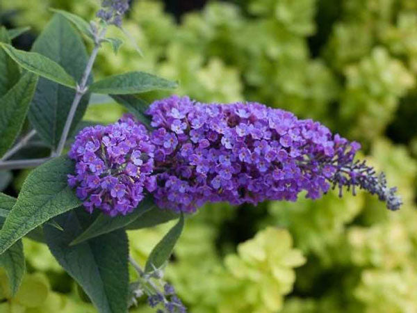 lo and behold purple haze butterfly bush