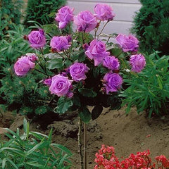 purple rose tree