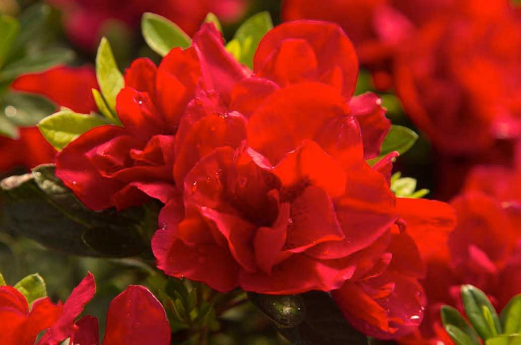 Red Azaleas