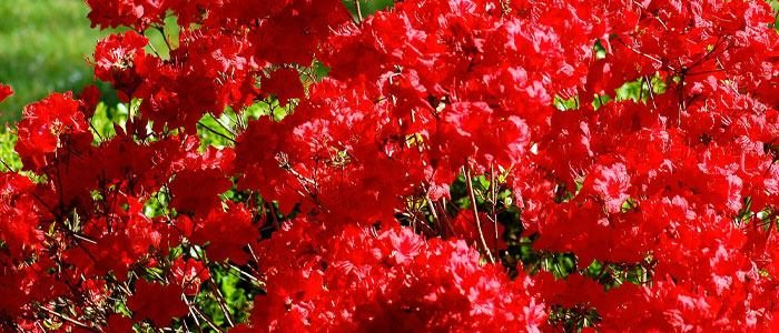 red blooms