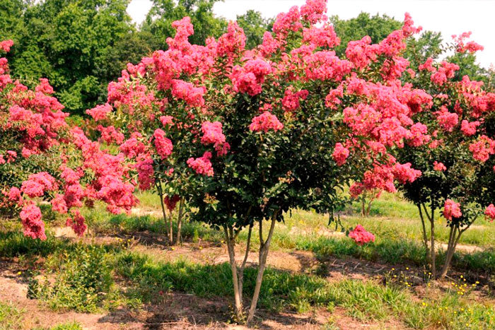 red crape myrtle