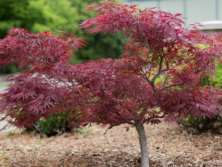 Red Dragon Japanese Maple