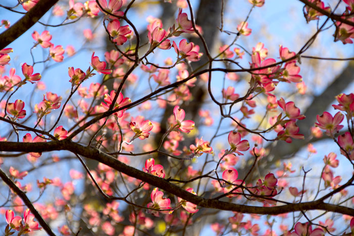 red flowering dogwood tree