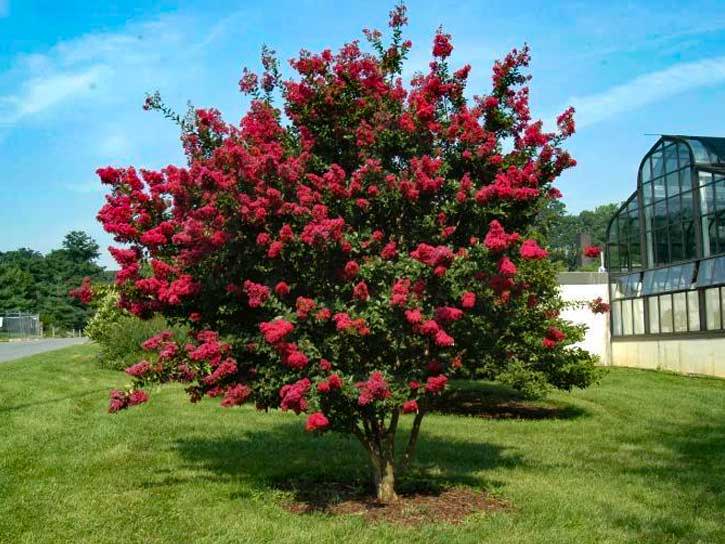 Red Flowering Trees