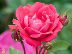 Red knockout rose