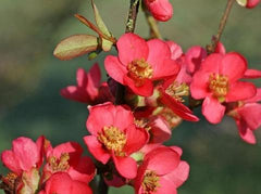 red flowering quince