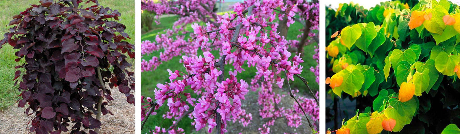 redbud-tree