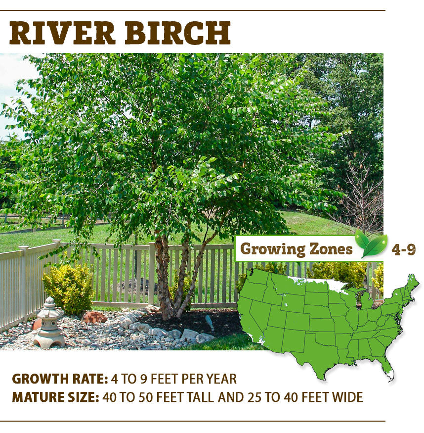 river birch tree