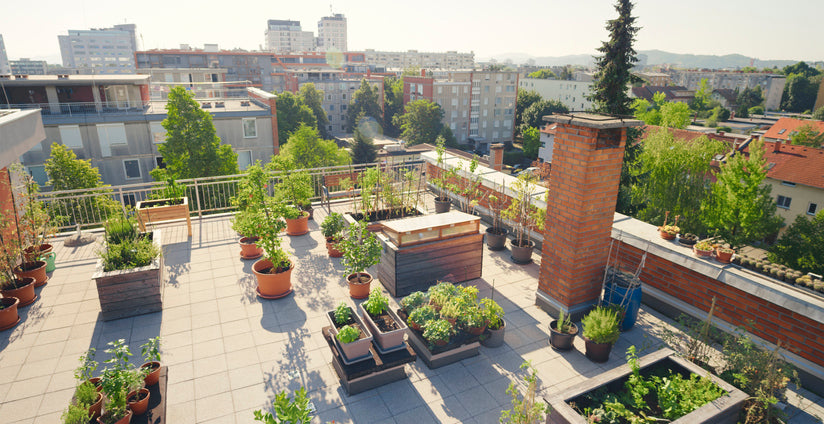 rooftop gardening