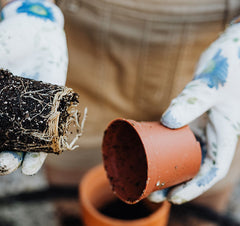 roots and pot