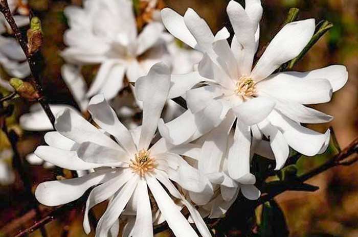 royal star magnolia