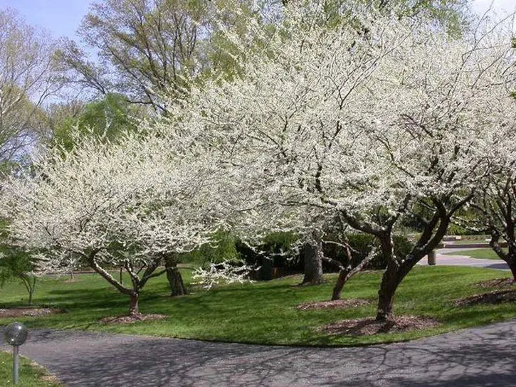 royal white redbud