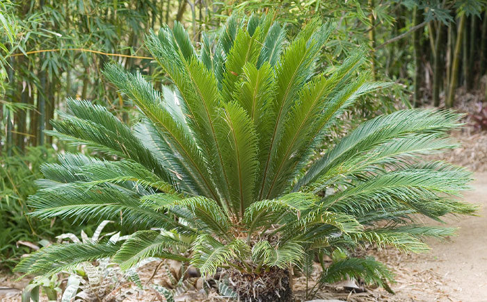 sago palm