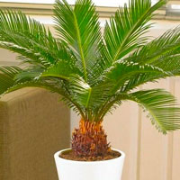 Sago Palm Tree