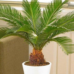 sago palm