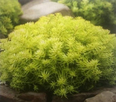 Sedum Angelina