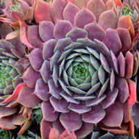 Sempervivum Purple Succulent