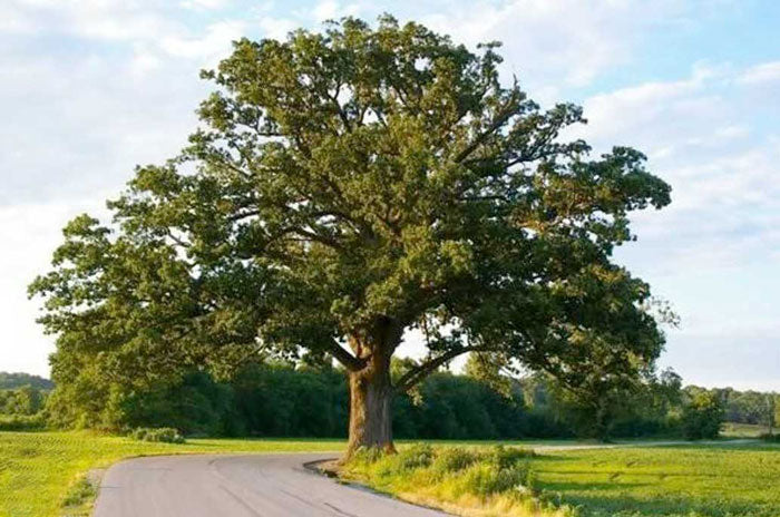shumard oak tree