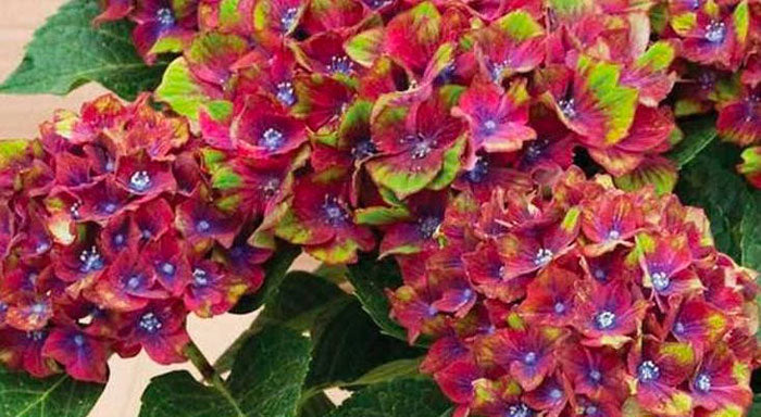 small hydrangeas