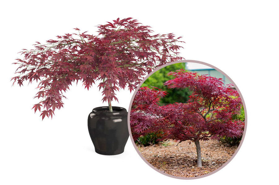 small japanese maples